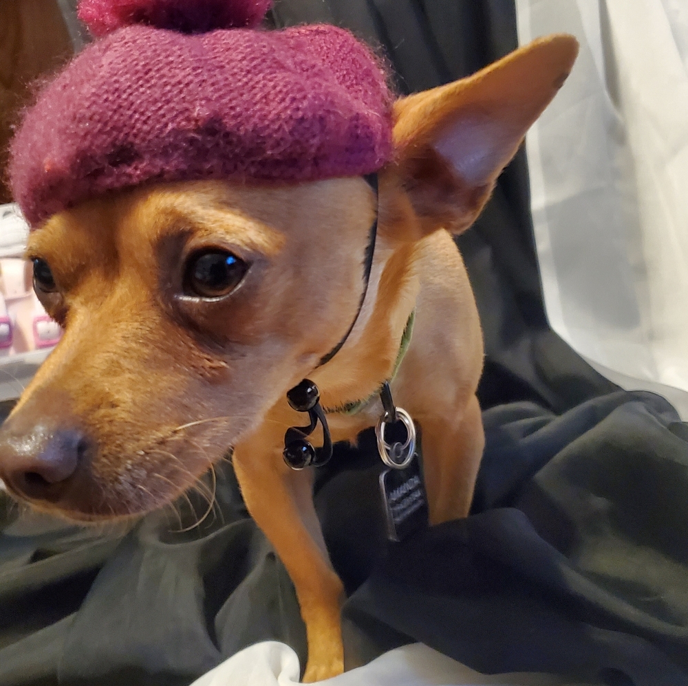 Small dog costume lot